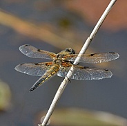Four Spot Chaser Dragonfly