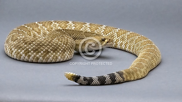 Red Diamondback Rattlesnake