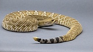 Red Diamondback Rattlesnake