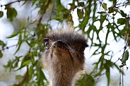 Ostrich