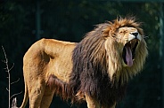 Lion