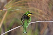 Little Bee-Eater - Okavango Delta