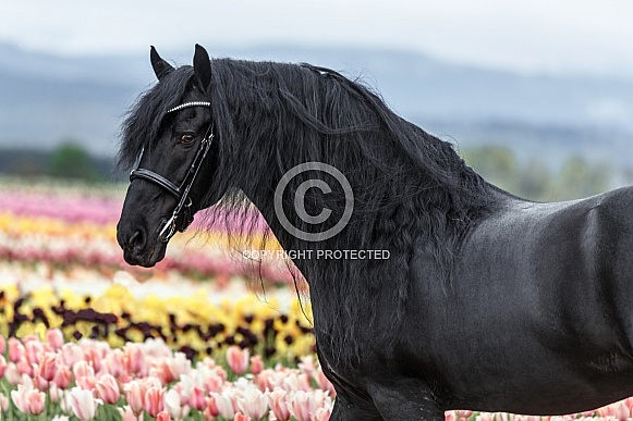 Friesian Horse--Deep In The Fields