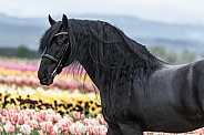 Friesian Horse--Deep In The Fields