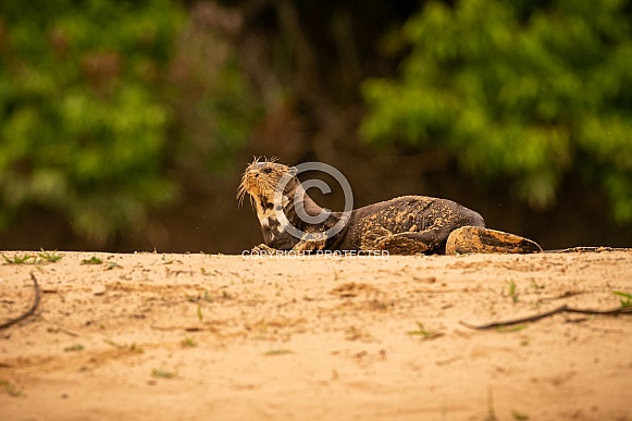 Giant river otter in the nature habitat