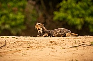 Giant river otter in the nature habitat