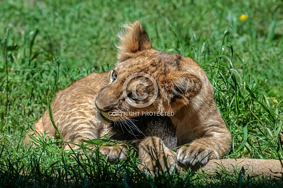 Lion