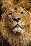 Lion Ceasar