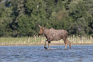 Cow Moose Walking in the Lake