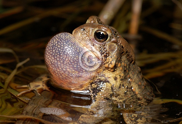 American Toad