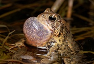 American Toad