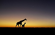 Giraffes Silhouetted At Sunset