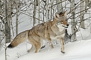Coyote-Coyote in Snow