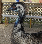 Emu