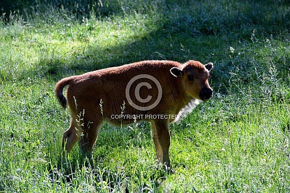 North American Plains Bison Calf