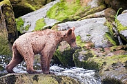 Wild Alaskan brown bear cub