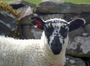 Swaledale Lamb