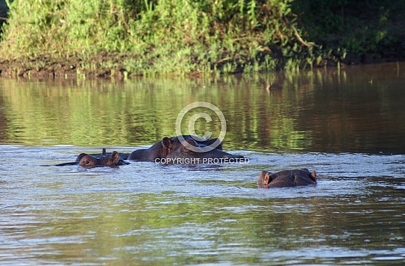 Hippos