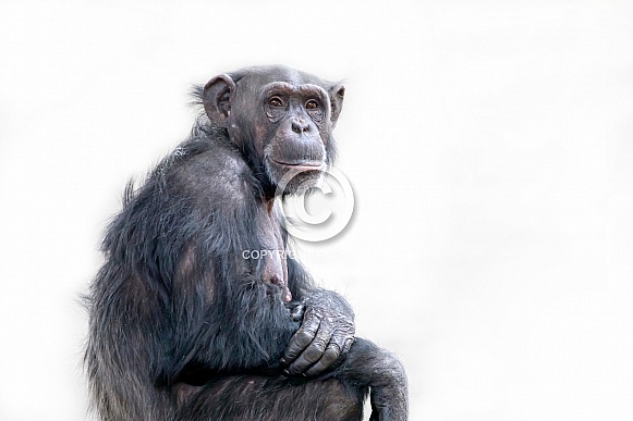 Chimpanzee (Pan troglodytes)