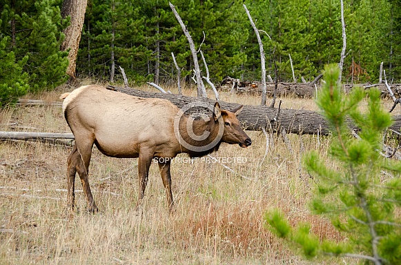 Elk Elk