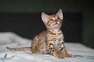 Savannah Cat