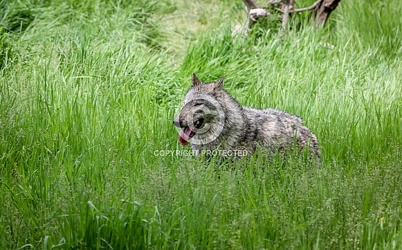 Tundra Grey Wolf Tundra Grey Wolf