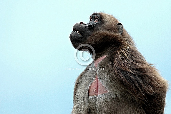 Gelada Baboon Gelada Baboon