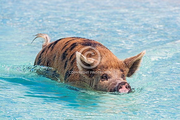 Pig Swimming (sow)