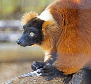 Lemur