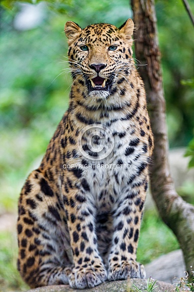 Leopard