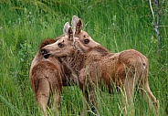 Moose twin calves in a field