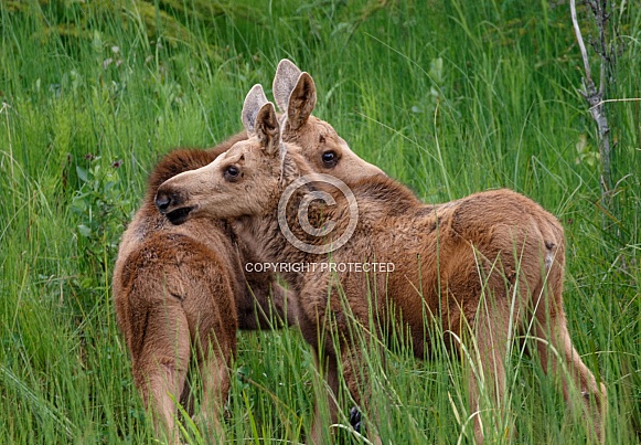 Moose twin calves in a field