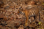 Beautiful tiger in the nature habitat. Tiger pose in amazing light. Wildlife scene with wild animal. Indian wildlife. Indian tiger. Panthera tigris tigris.