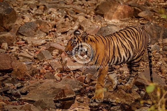 Beautiful tiger in the nature habitat. Tiger pose in amazing light. Wildlife scene with wild animal. Indian wildlife. Indian tiger. Panthera tigris tigris.