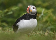 Puffin
