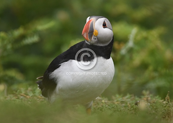 Puffin