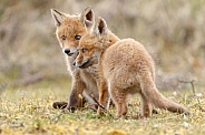 Red fox cubs in there natural habitat