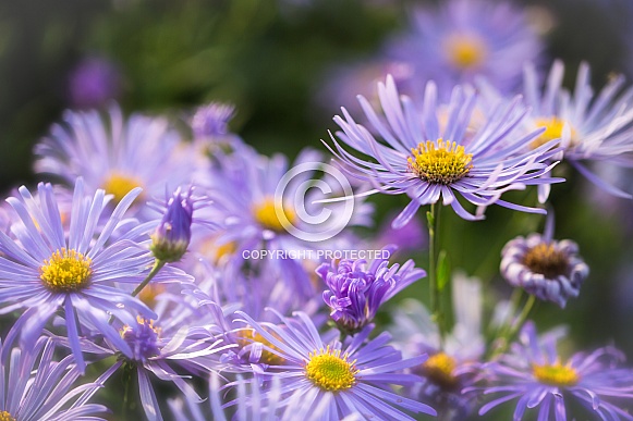 Asters