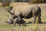 Rhino and warthog