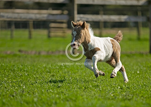 Miniature Horse Foal