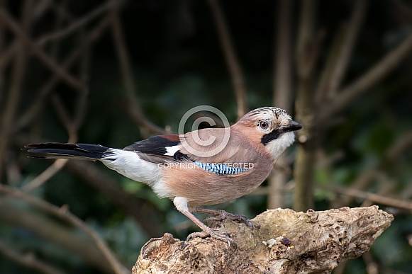 Jay on Branch Jay on Branch