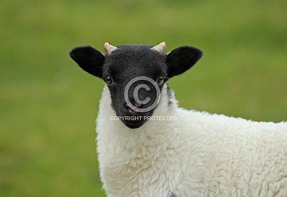 Scottish Blackface Scottish Blackface