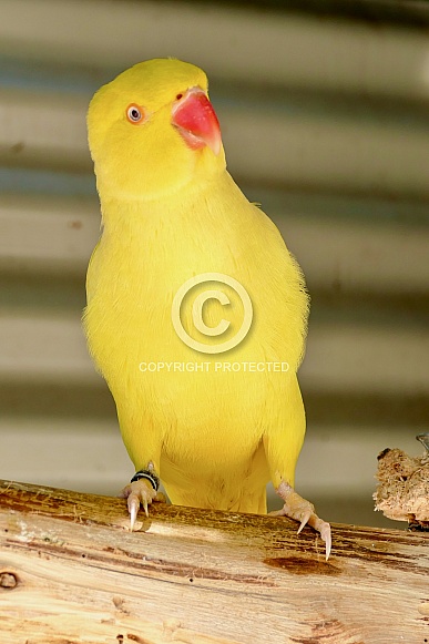 Lutino Indian Ringneck Lutino Indian Ringneck