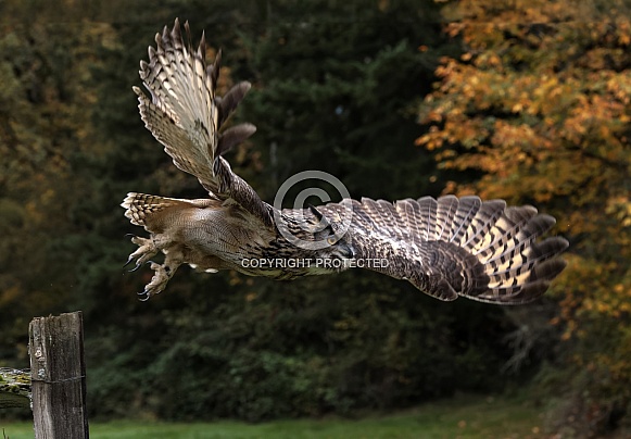Eurasian Eagle Owl