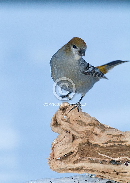 Female Pine Grosbeak