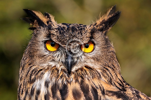 Eurasian Eagle Owl--Eurasian Eagle Owl Staredown