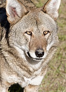 Red Wolf