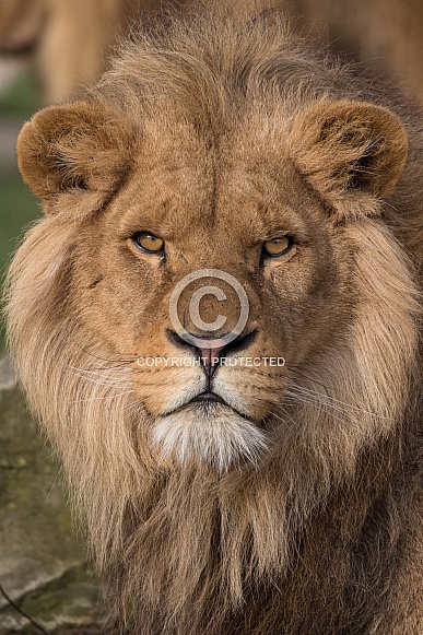 Young African Lion (Panthera Leo) Young African Lion (Panthera Leo)