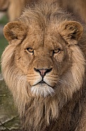 Young African Lion (Panthera Leo)
