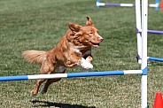 Nova Scotia Duck Toller dog doing agility